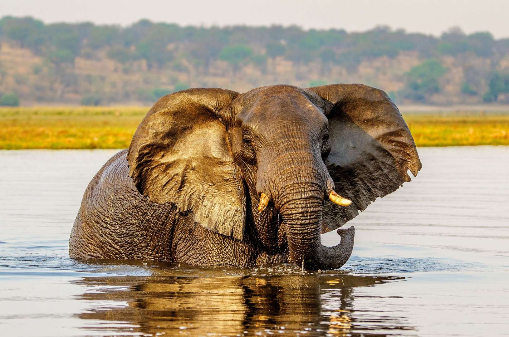 Chobe – größte Elefantenpopulation der Erde