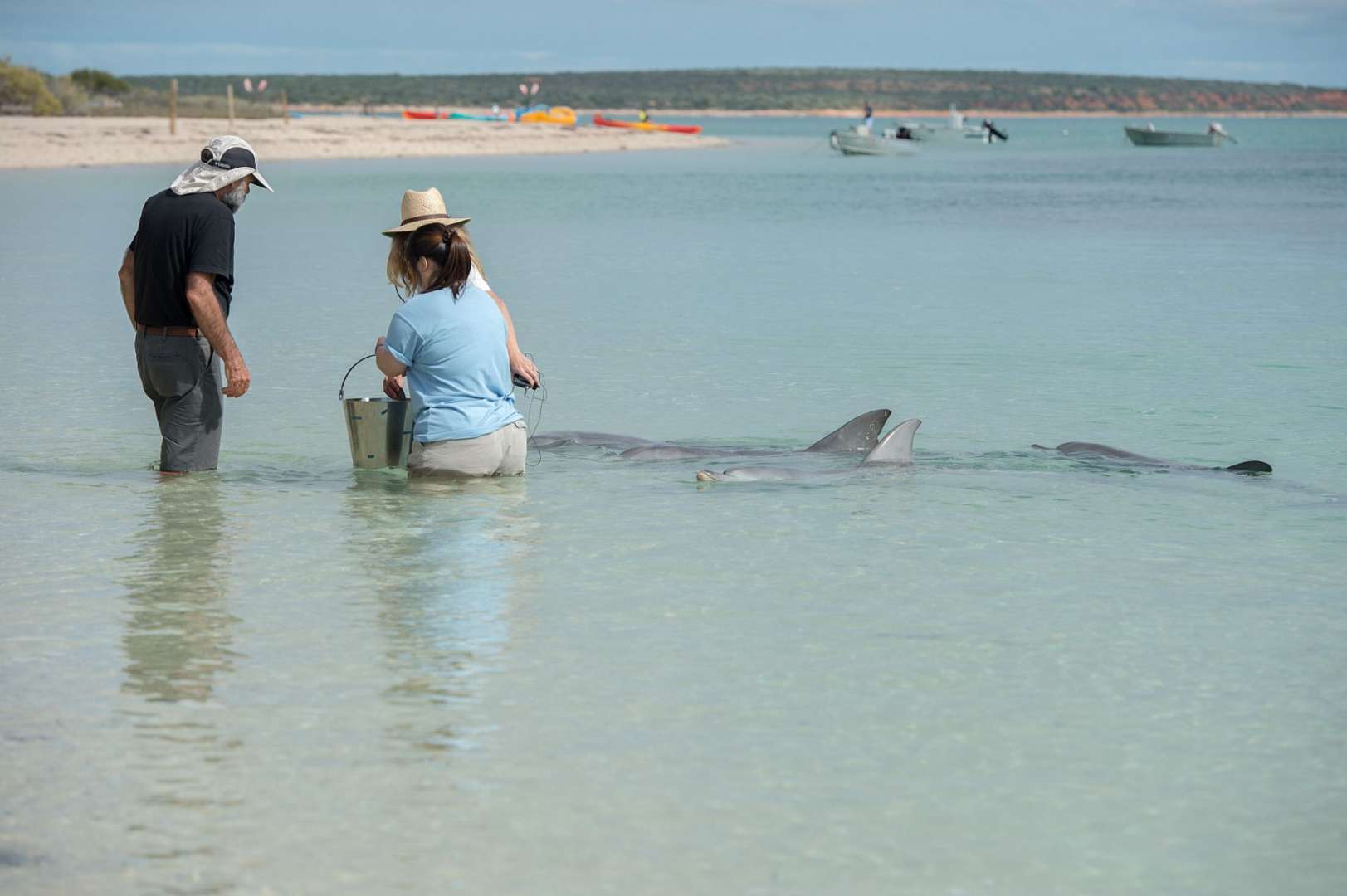 Ein Mann und eine Frau stehen im Wasser und schauen auf Delfine