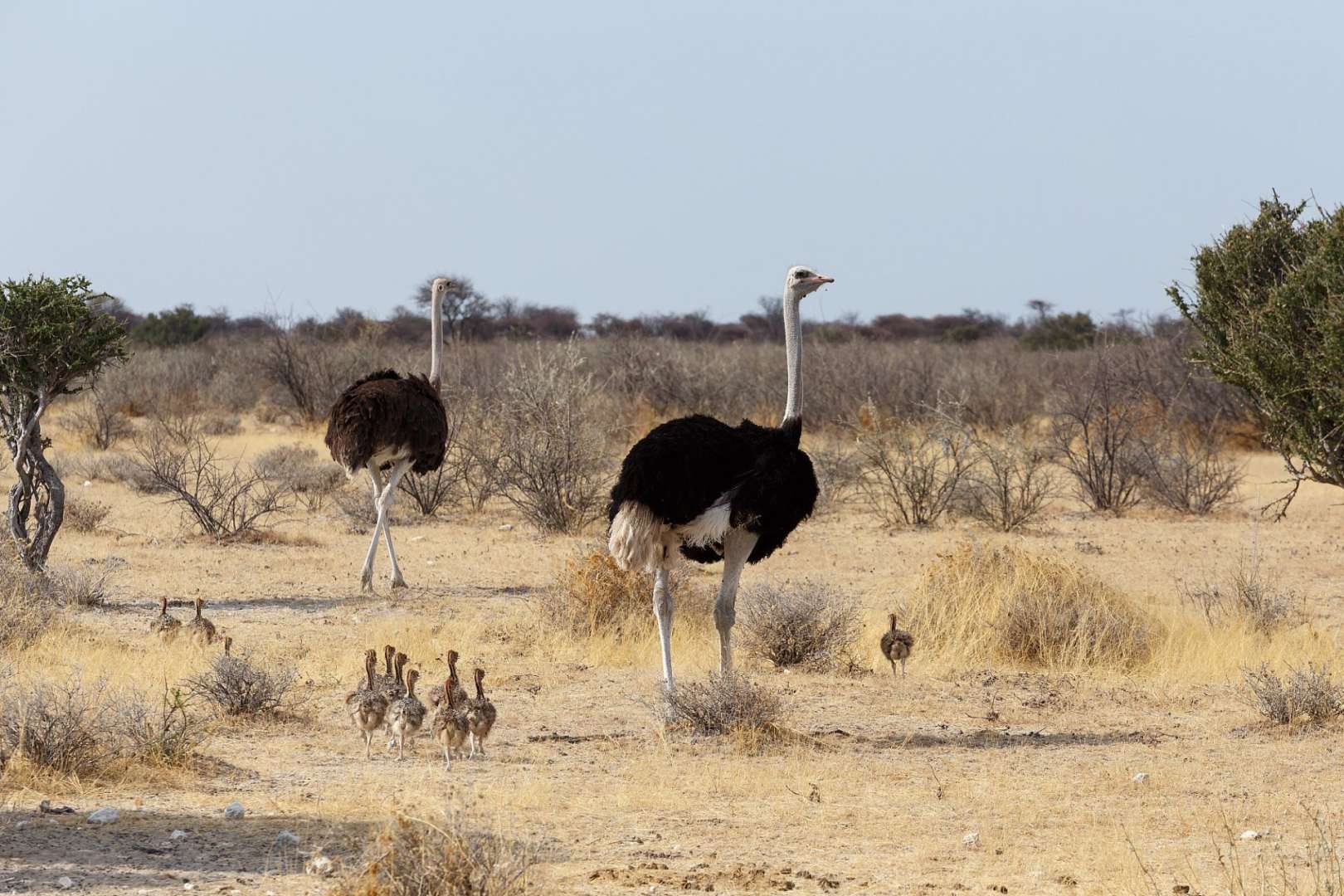 Eine Familie von Straußen geht durch die Wüste
