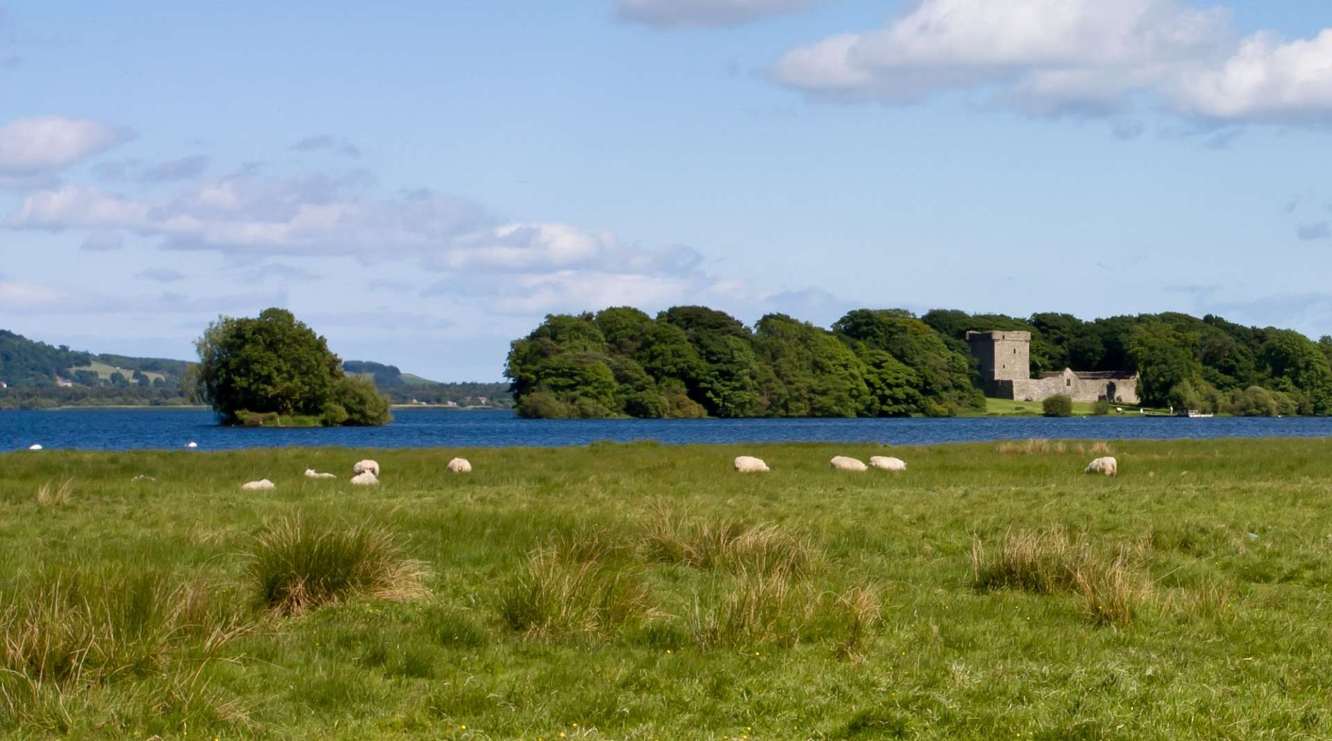 Schafe grasen in einem Feld mit einem Schloss im Hintergrund