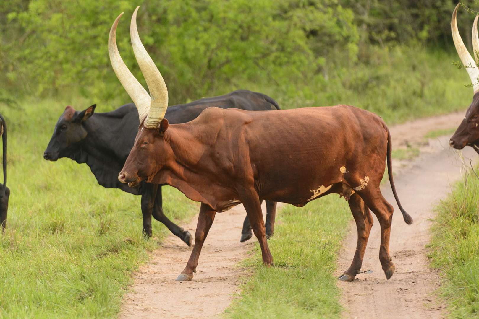 Eine Herde Kühe mit langen Hörnern geht auf einem Feldweg