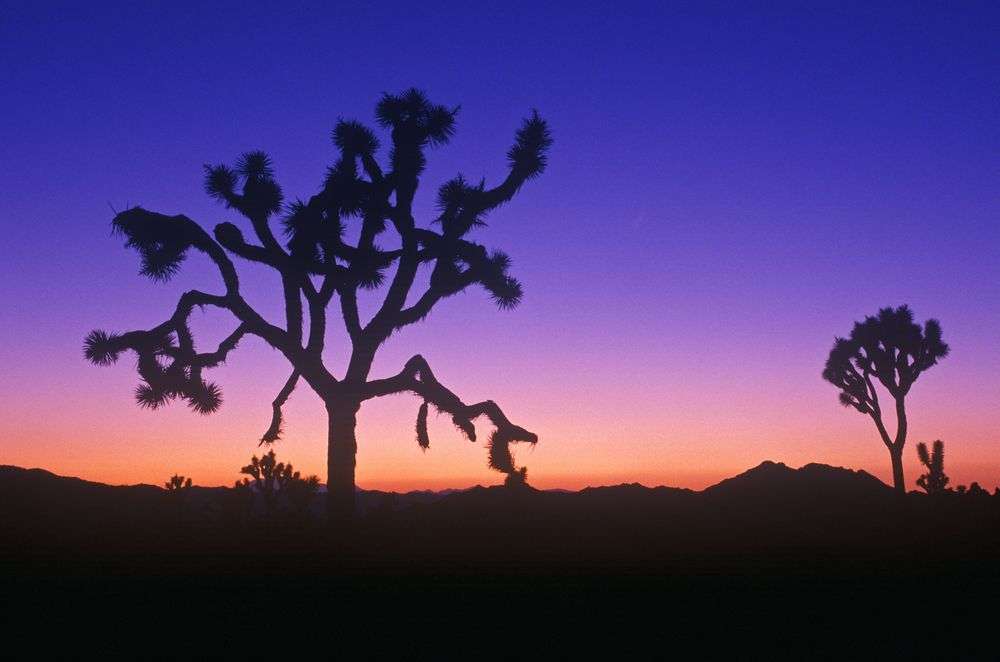 Eine Silhouette eines Baumes in der Wüste bei Sonnenuntergang