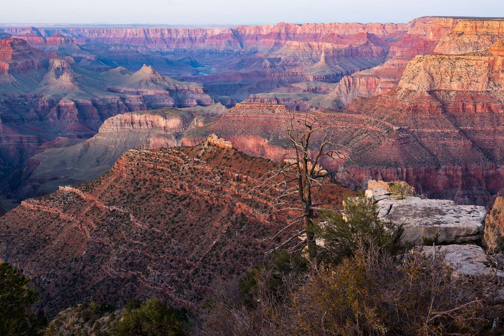 Ein Blick auf den Grand Canyon mit einem Baum im Vordergrund
