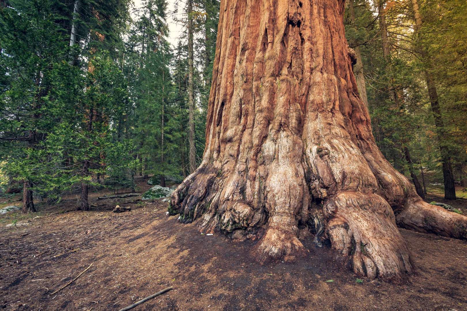 11 m im Durchmesser: Mammutbaum im Sequoia Park