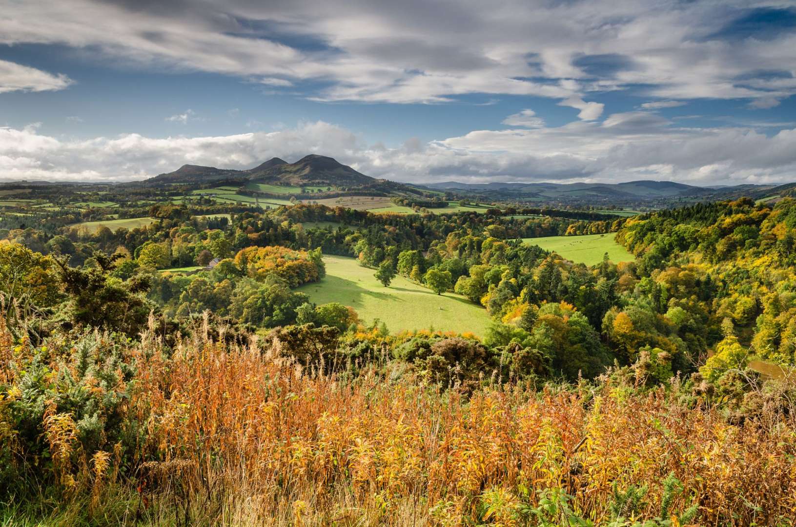 Ein Feld mit Bäumen und einem Berg im Hintergrund