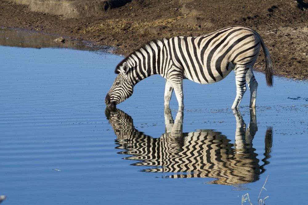 Ein Zebra trinkt Wasser aus einem Teich und spiegelt sich im Wasser