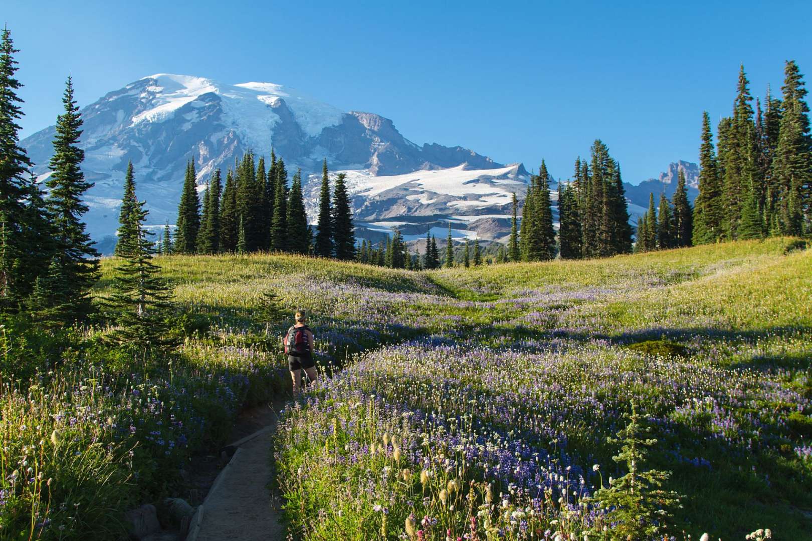 Eine Person geht durch ein Feld mit Blumen und einem Berg im Hintergrund
