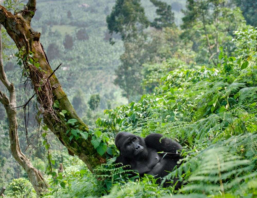 Ein Gorilla liegt neben einem Baum im Dschungel