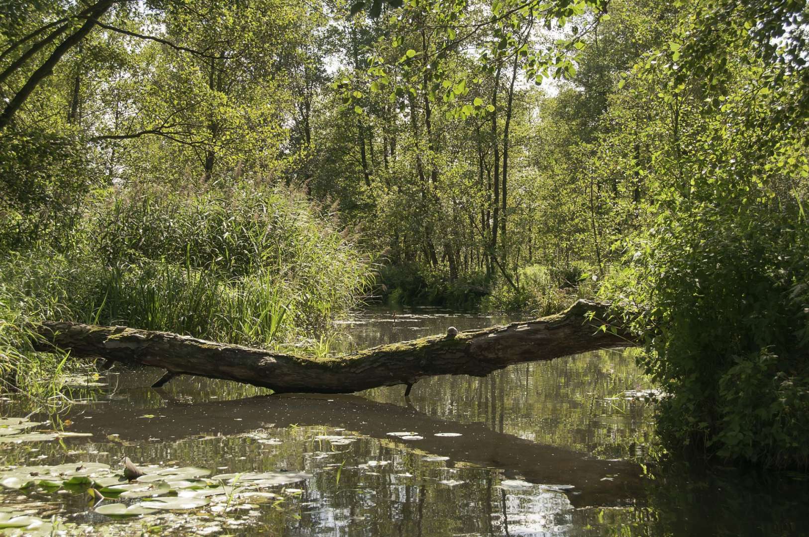 Ein umgestürzter Baumstamm liegt in einem Fluss