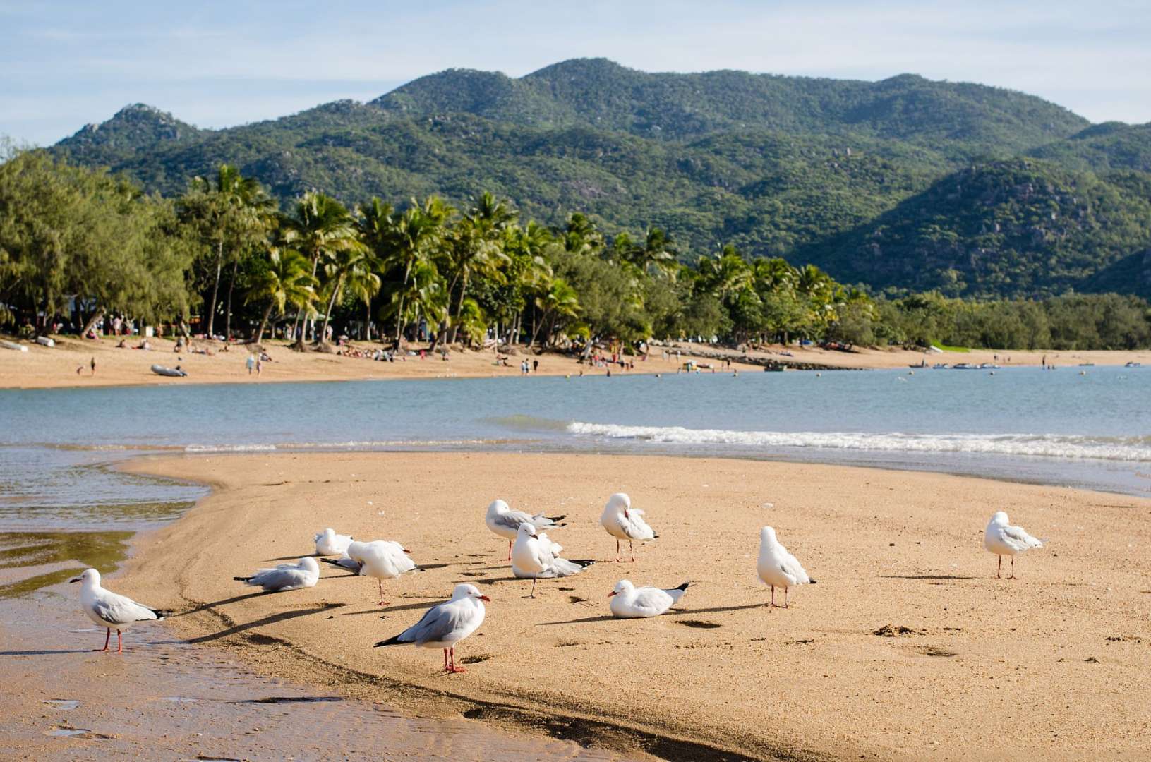Eine Gruppe von Möwen steht am Strand mit Bergen im Hintergrund