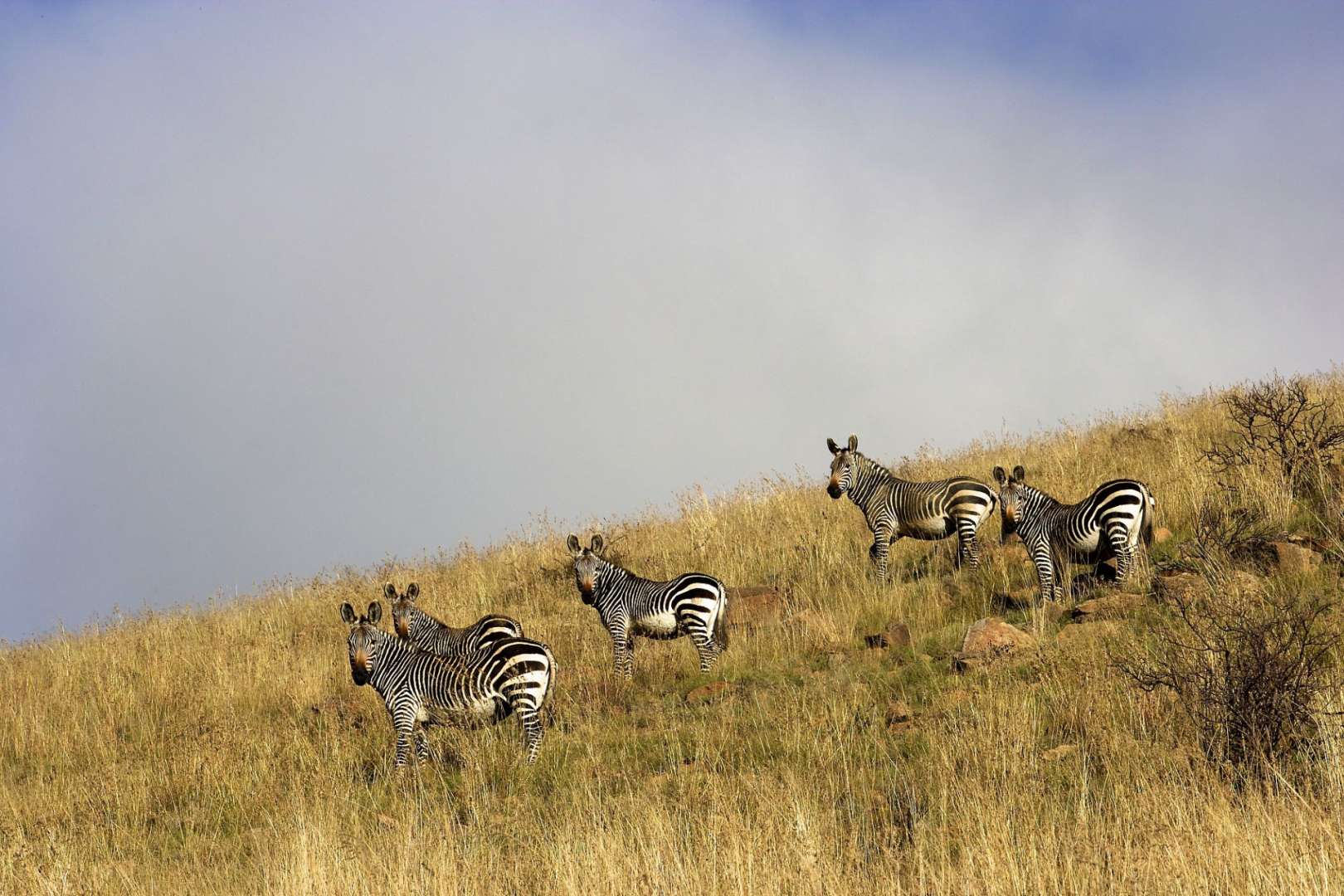 Eine Gruppe von Zebras steht auf einem Hügel