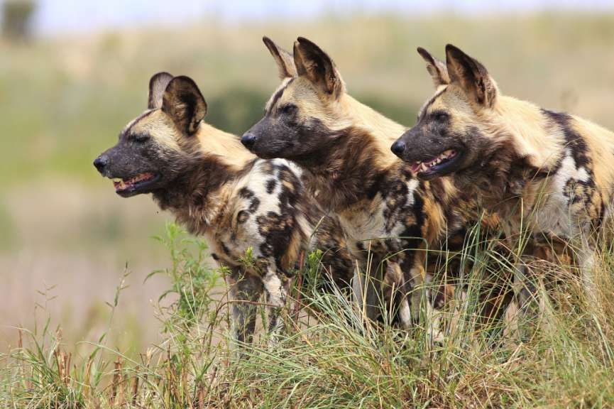 Drei wildhunde stehen nebeneinander im hohen gras