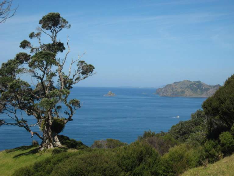 Wanderung auf der Coromandel Halbinsel