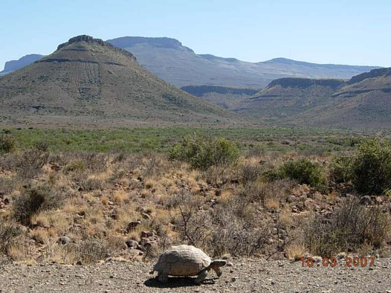 Begegnung in der Großen Karoo