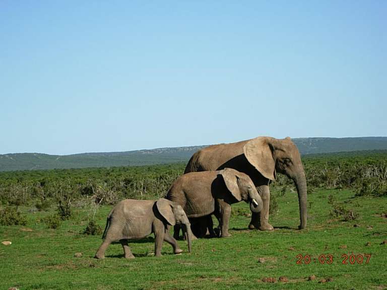 Addo Elephant Park