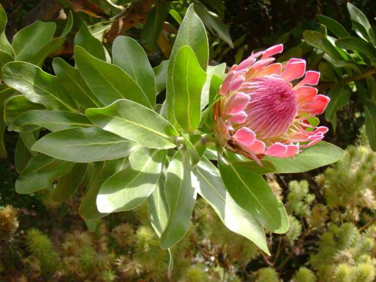 Protea