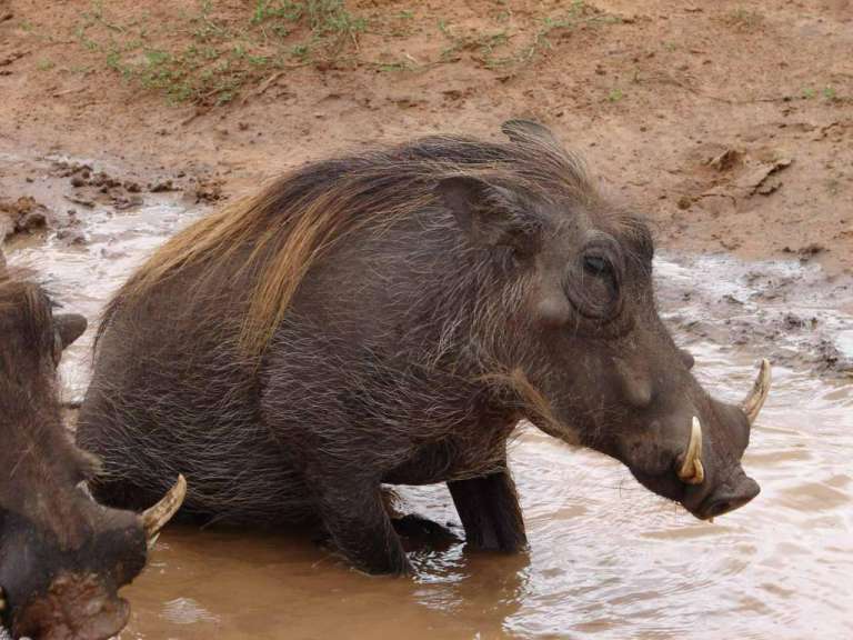 Warzenschwein in der Pfütze