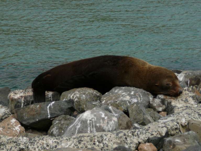 Seals überall