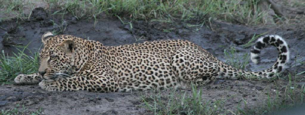 Ein Leopard liegt auf dem Boden und schaut in die Kamera