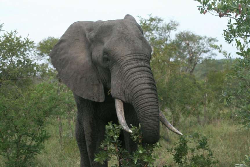 Elephant