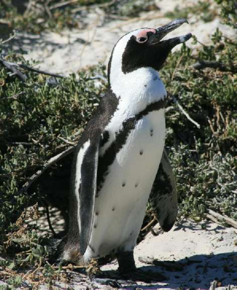 Pinguin