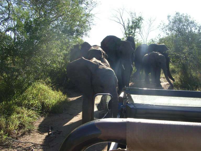 Safari