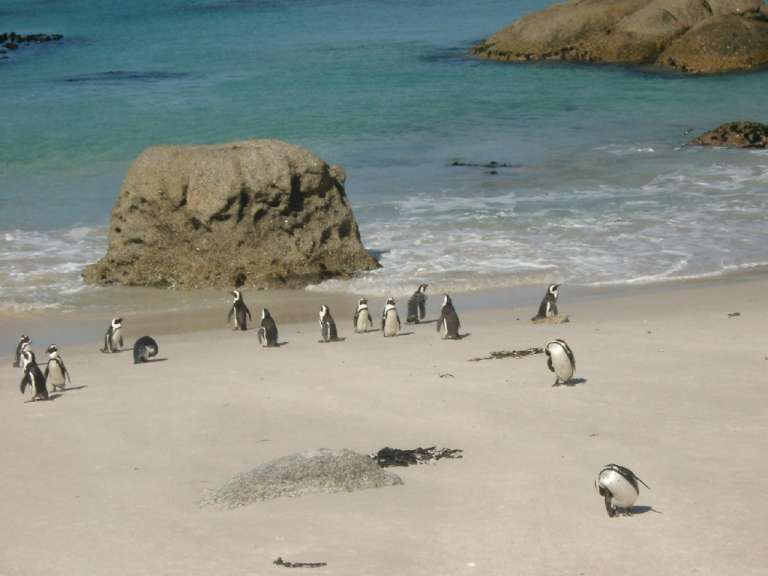 Eine Gruppe von Pinguinen steht an einem Strand