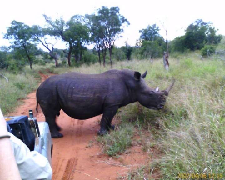 Begegnung mit einem Nashorn