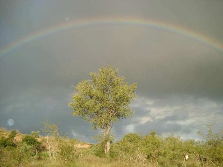 Ein Baum steht vor einem Regenbogen in einem Feld