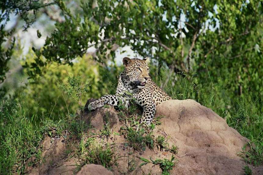 Ein Leopard liegt auf einem Termitenhügel im Gras