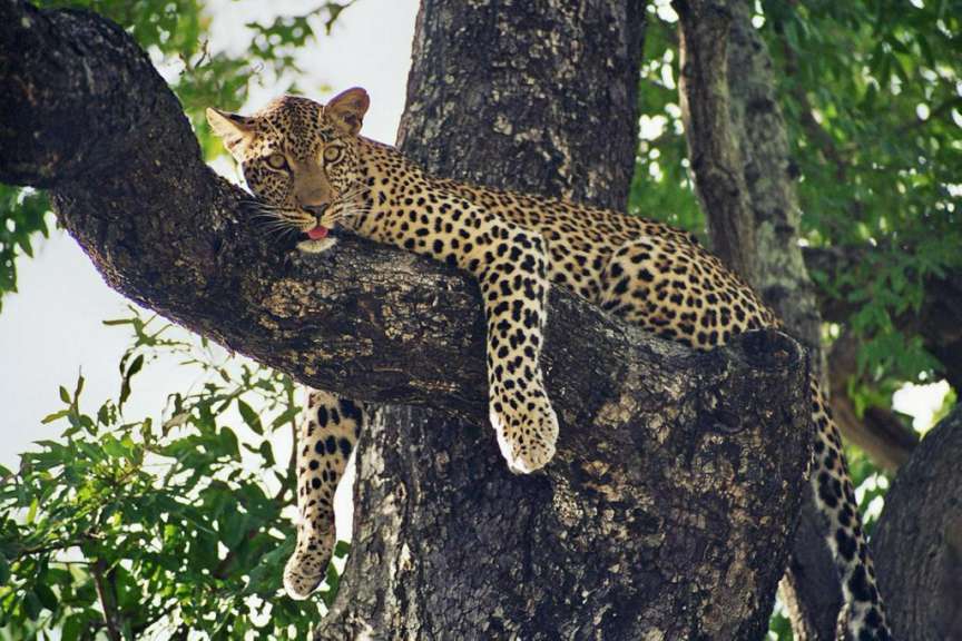 Leopard im Baum