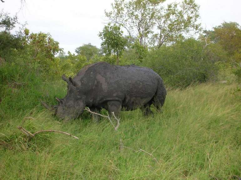 Nashorn
