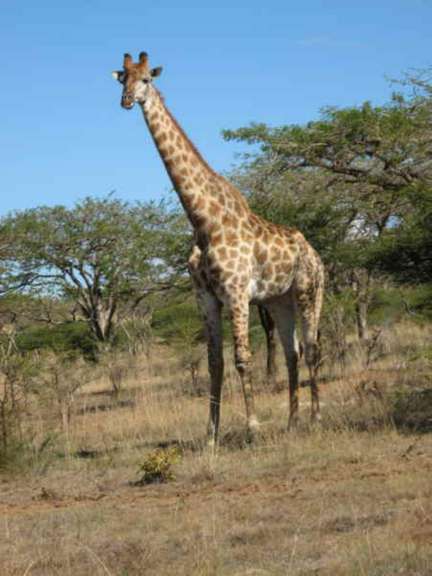 Spionkop NP - Giraffe