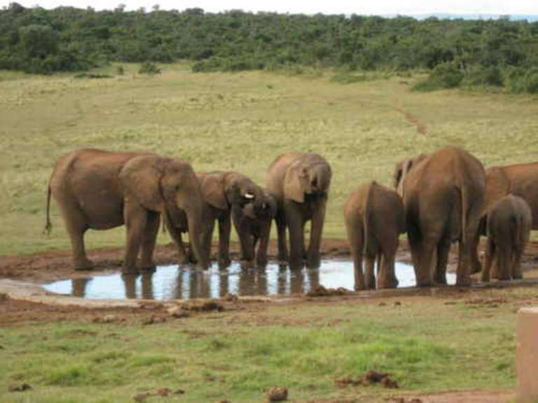 Addo-Elefantpark