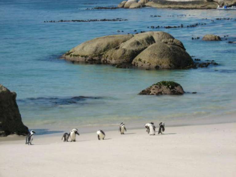 Kap-Halbinsel - Pinguine