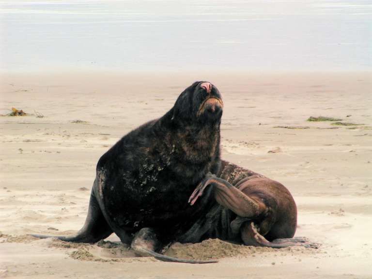 Seelöwe am Canibal Beach