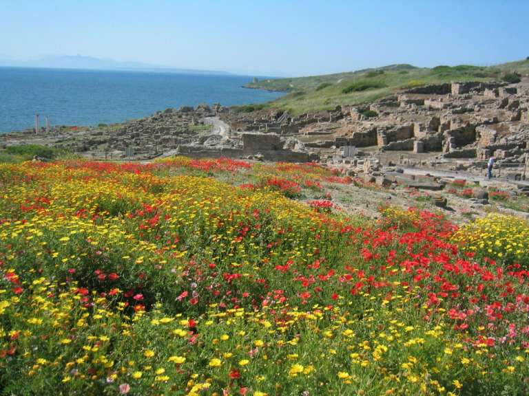 Ein Feld mit roten und gelben Blumen mit einem Meer im Hintergrund
