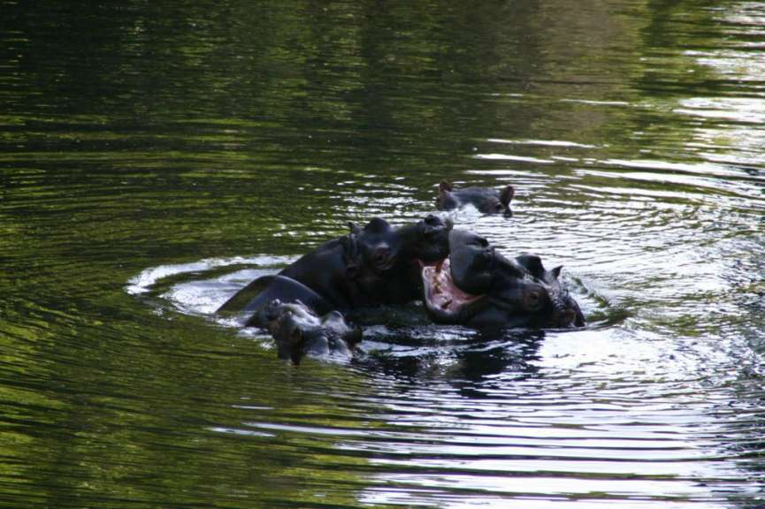 Eine Gruppe von Flusspferden schwimmt im Wasser