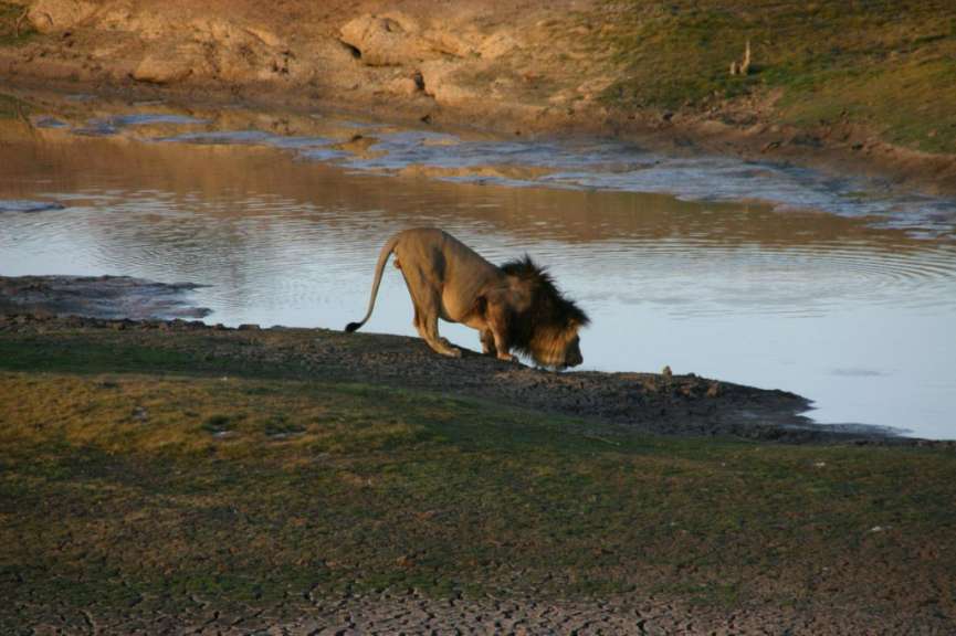 Ein Löwe steht an einem Teich und trinkt Wasser