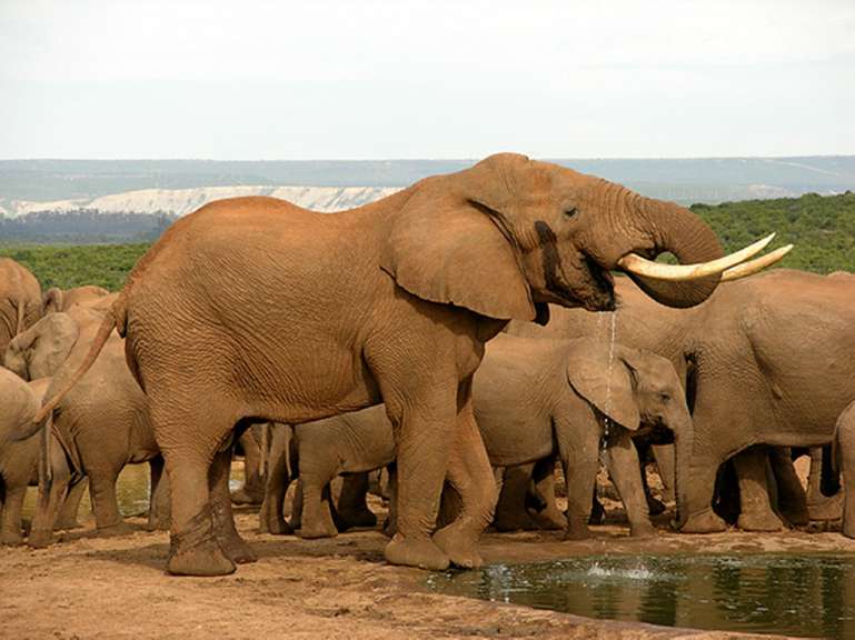 Im Addo Elephant Park
