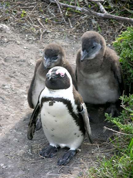 Pinguine in Betty`s Bay