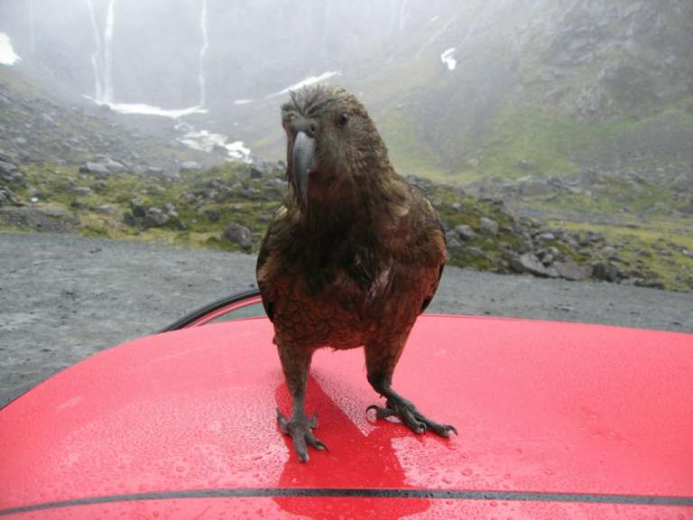 Kea an der Milford Road