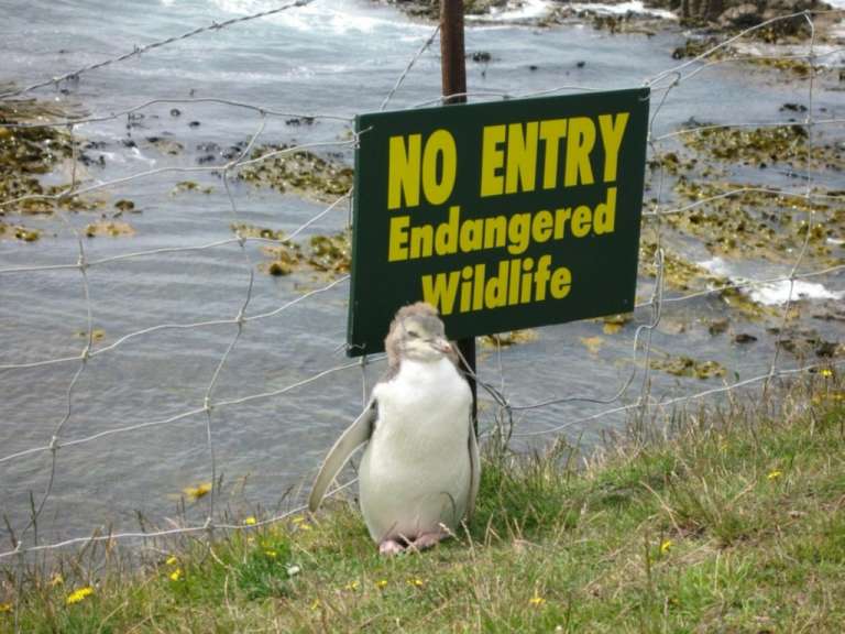 Nicht gestellt! Pinguin am Katiki Point