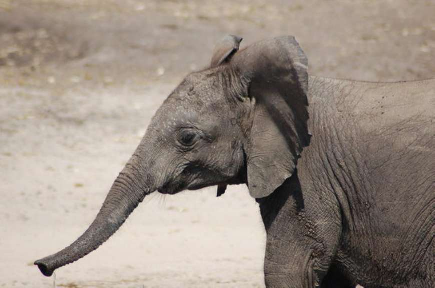 Elefant im Chobe