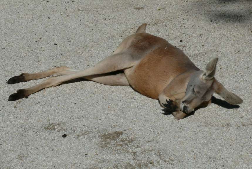 Kanguroo at sleep