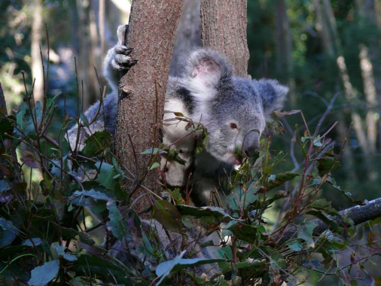 Koala