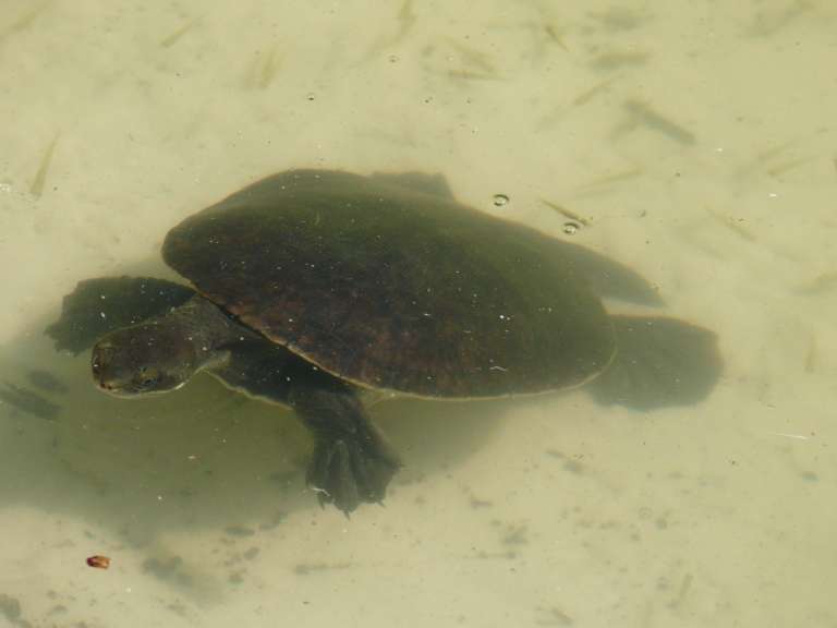 Turtle Frazer Island
