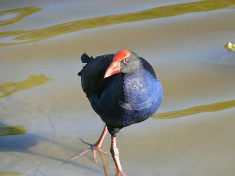 Bird Lake Side B&B