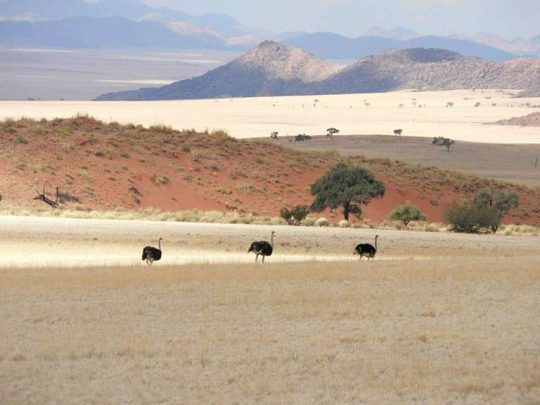 Eine Gruppe von Straußen, die in der Wüste spazieren gehen