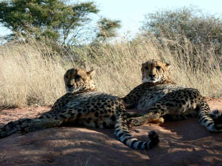 Geparden auf Okonjima